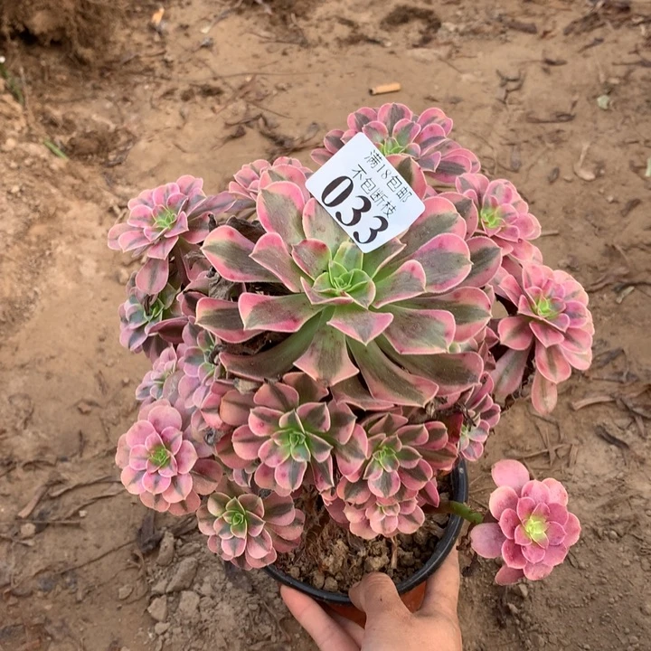 033美杜莎手捧4号