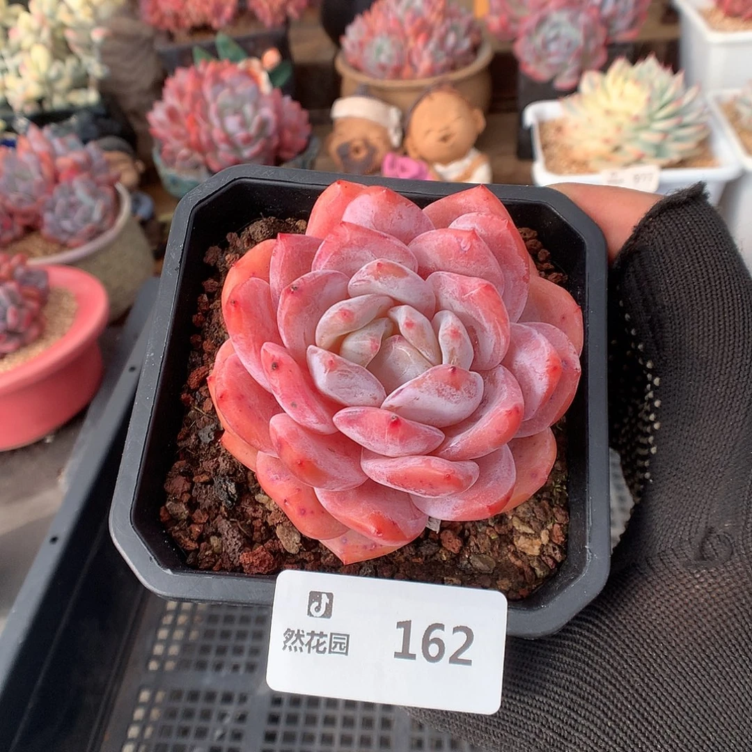 162冰橙多肉植物6666