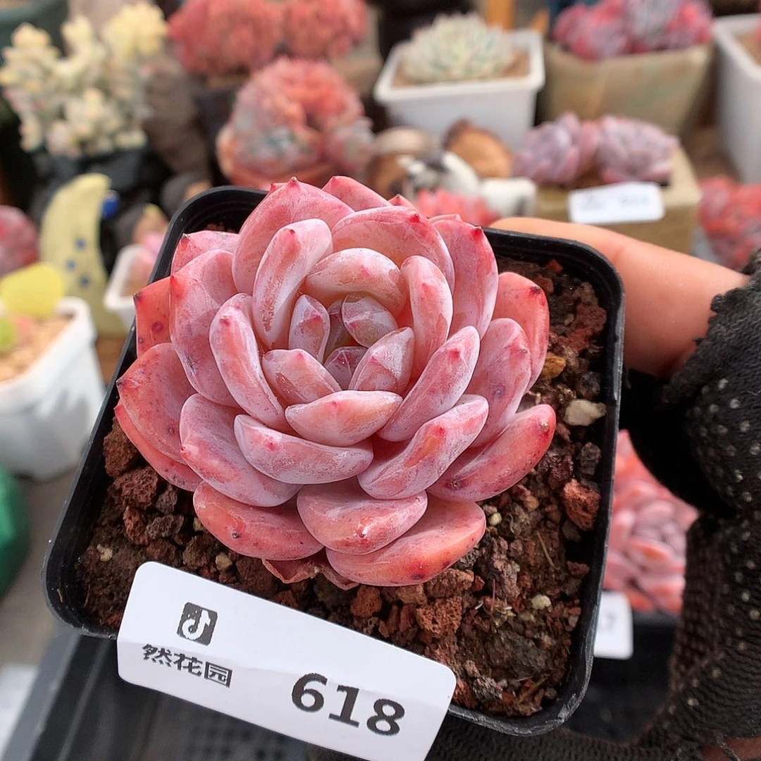 618冰橙多肉植物6666
