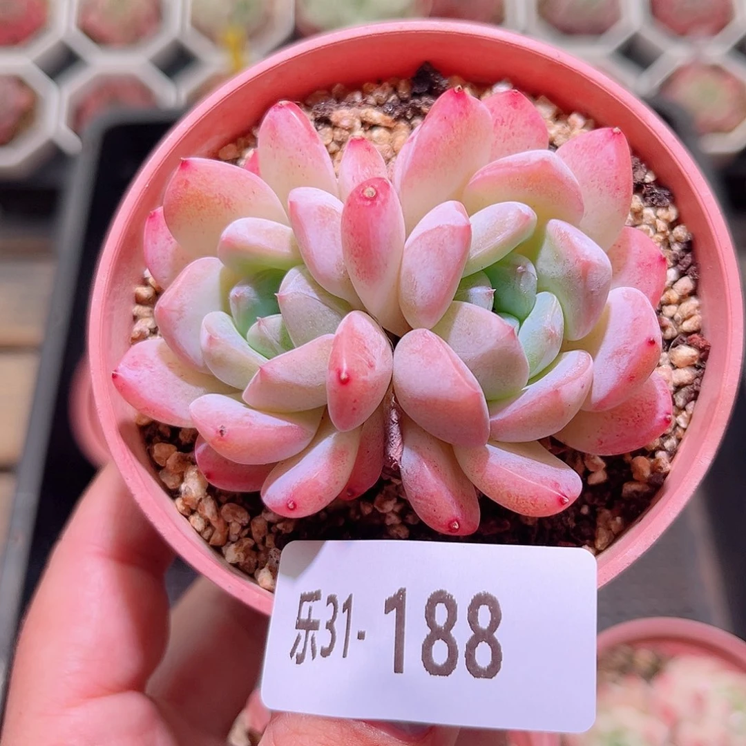 乐然31-188 新品单头