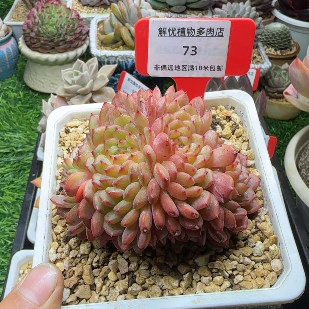解忧植物多肉编号73