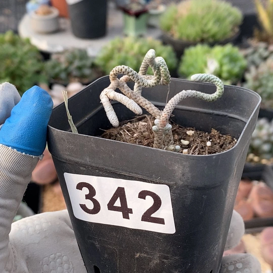 342 银蚕 带盆土 9.9包邮