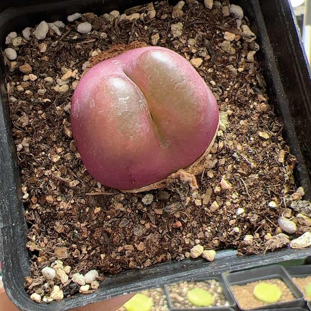 【闪购商品】307 带盆 多肉