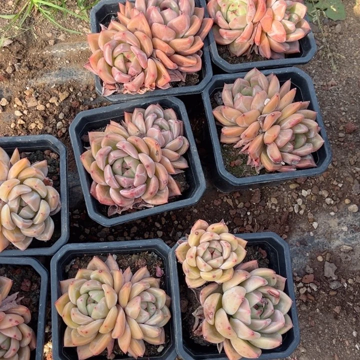 暗纹怪冬云8955556588