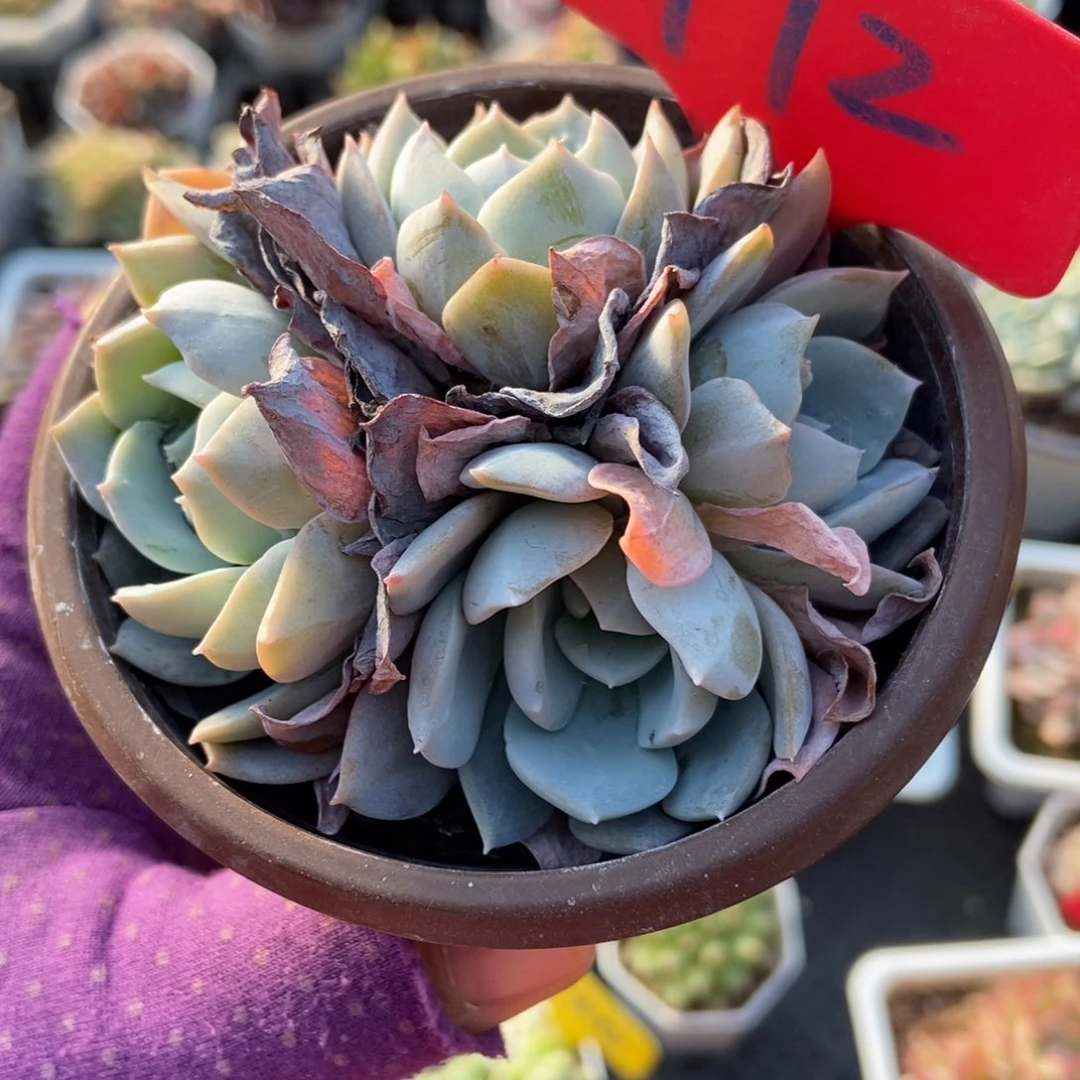 972白茶多肉植物多肉
