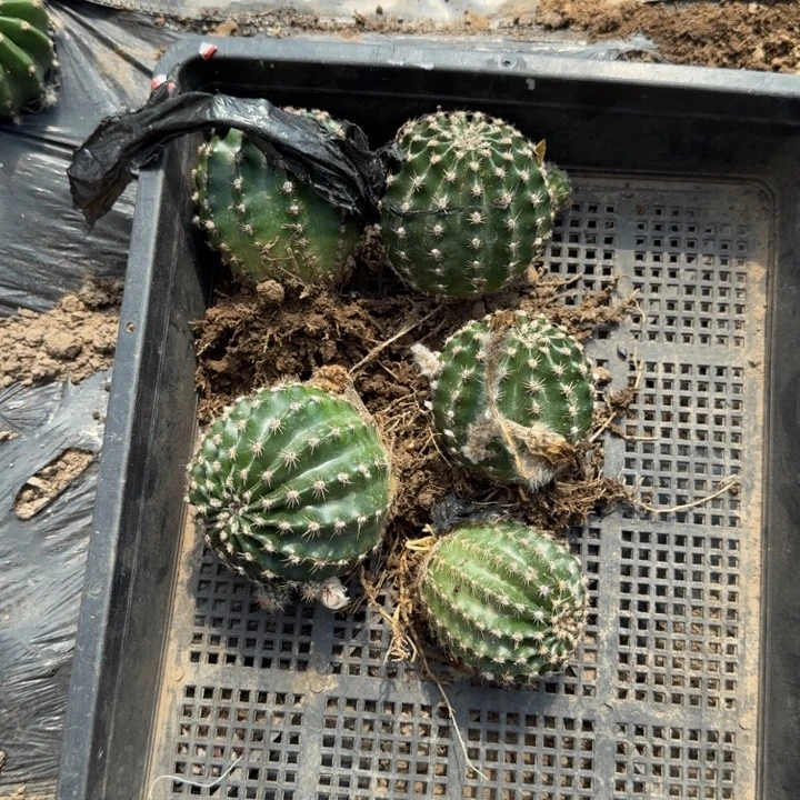 307彩草自根5公分左右一个
