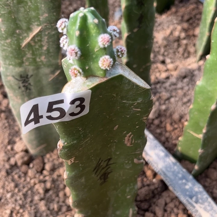 老***张红重紫重^_^474.453