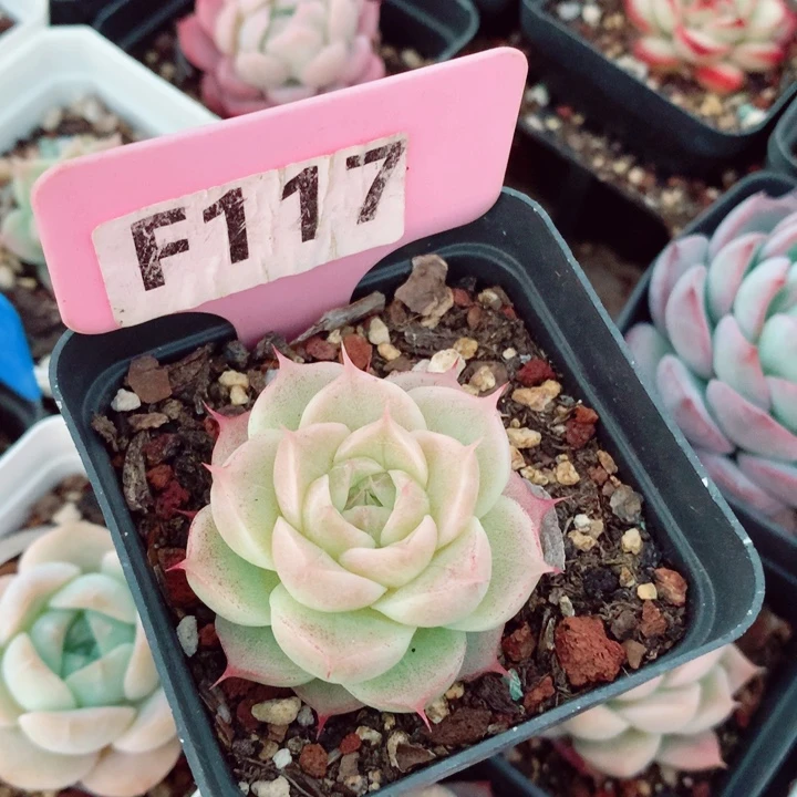 福利多肉植物4.5cm