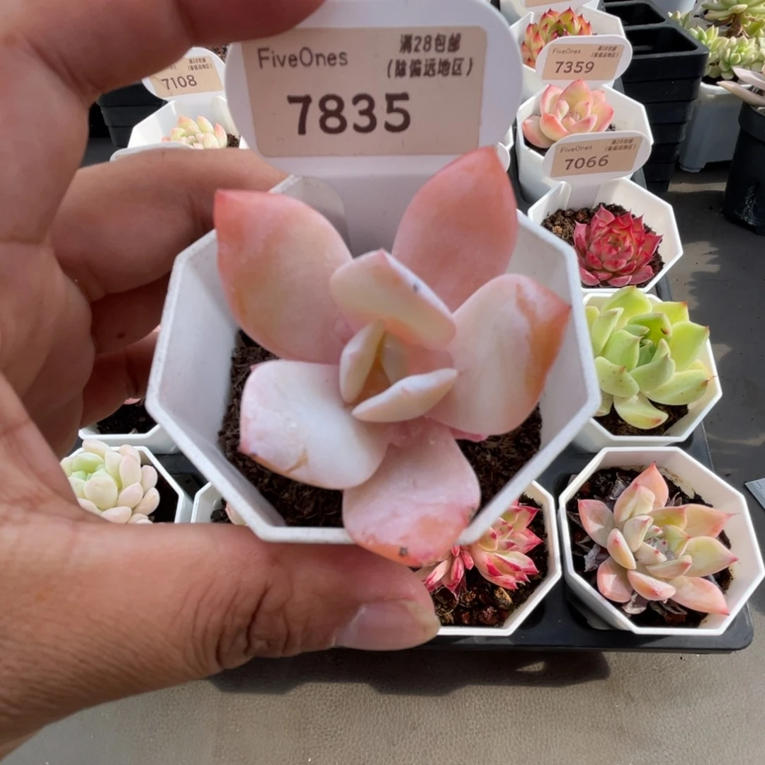 7835奶茶4.5厘米