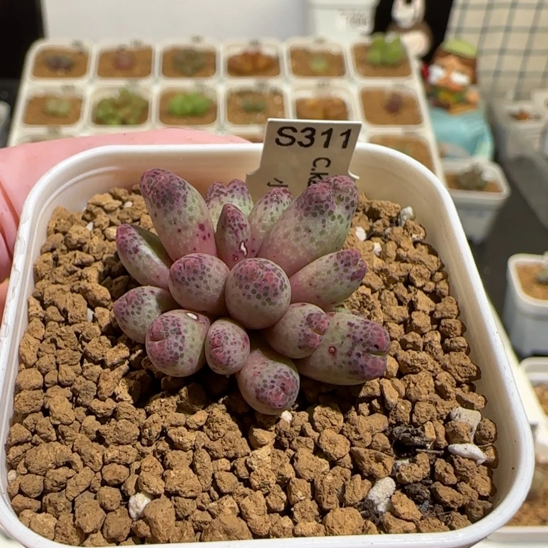 肉锥多肉植物组合-草莓斑马有疤882