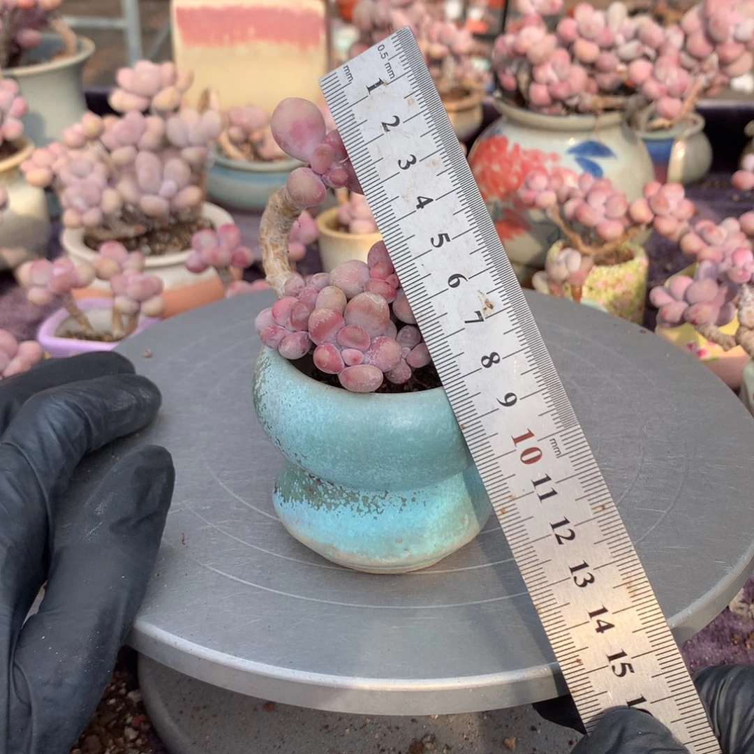 6号带盆偏远地区不包邮的