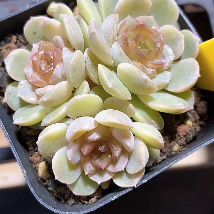 多肉植物融晶877