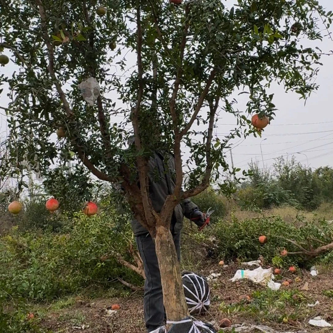 完全开放完全开放