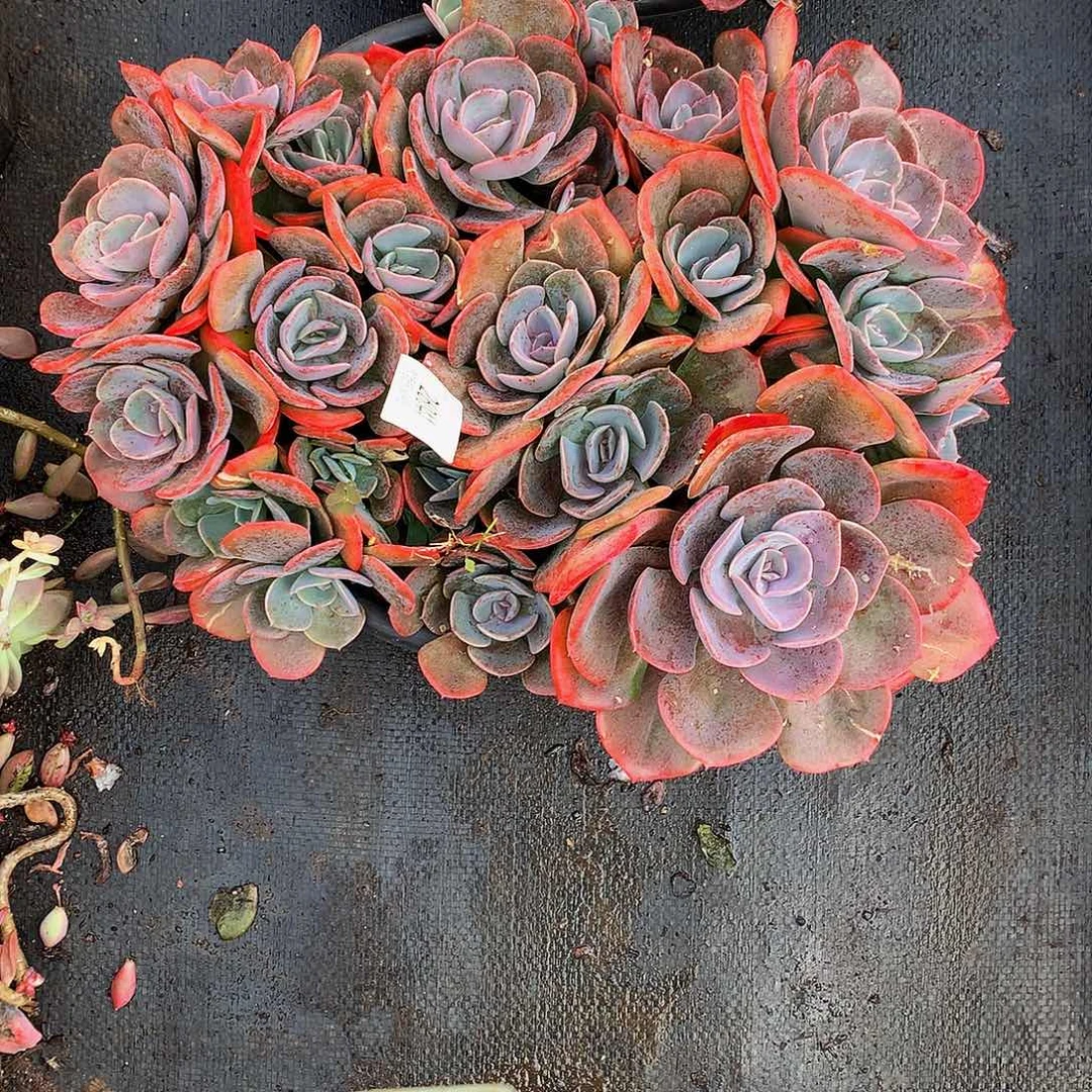 南***l   尘埃玫瑰多肉26044