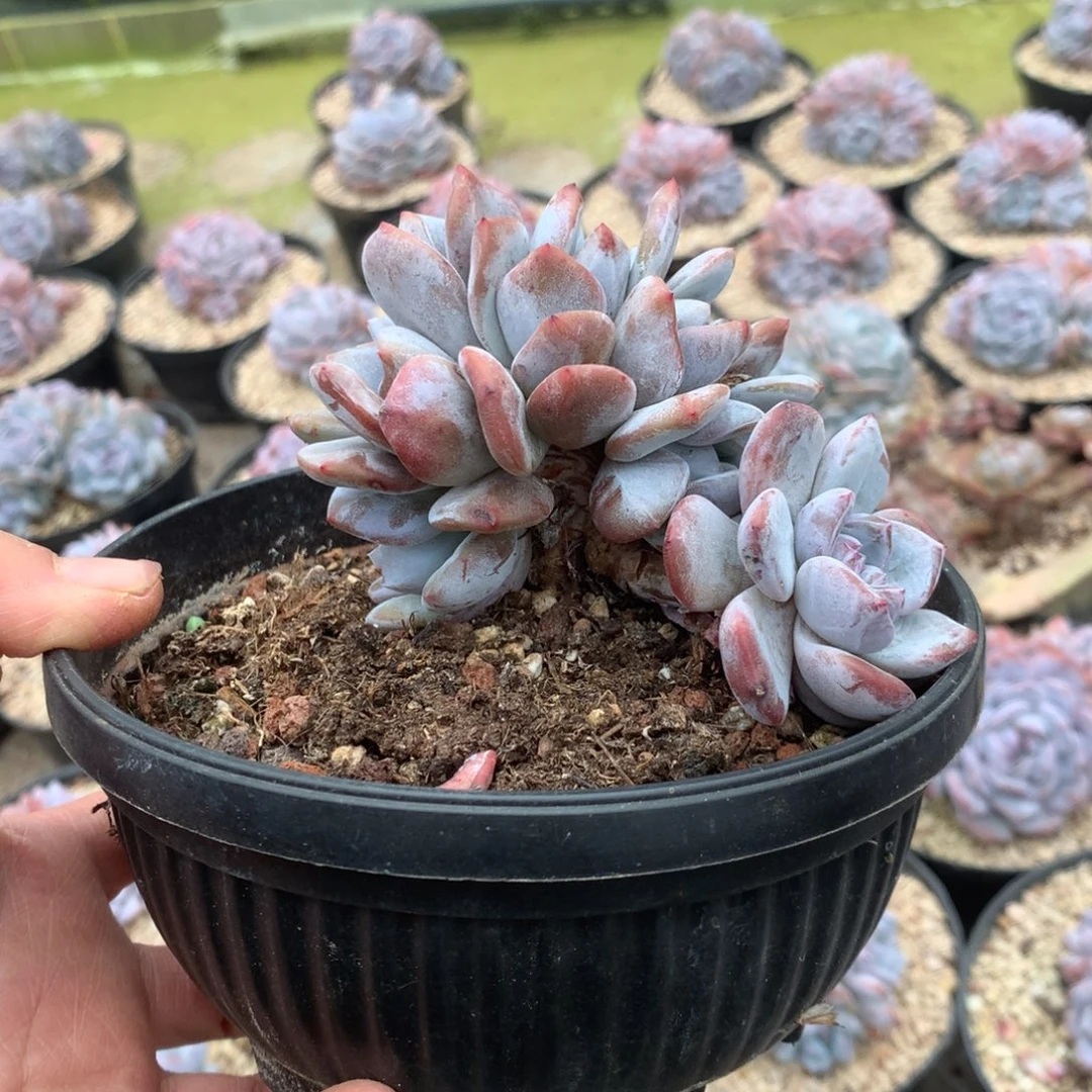 无花朵哈哈哈哈哈哈哈无砍20