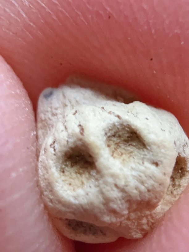 热振粉油皮圆桩尸陀林鬼脸柏香籽