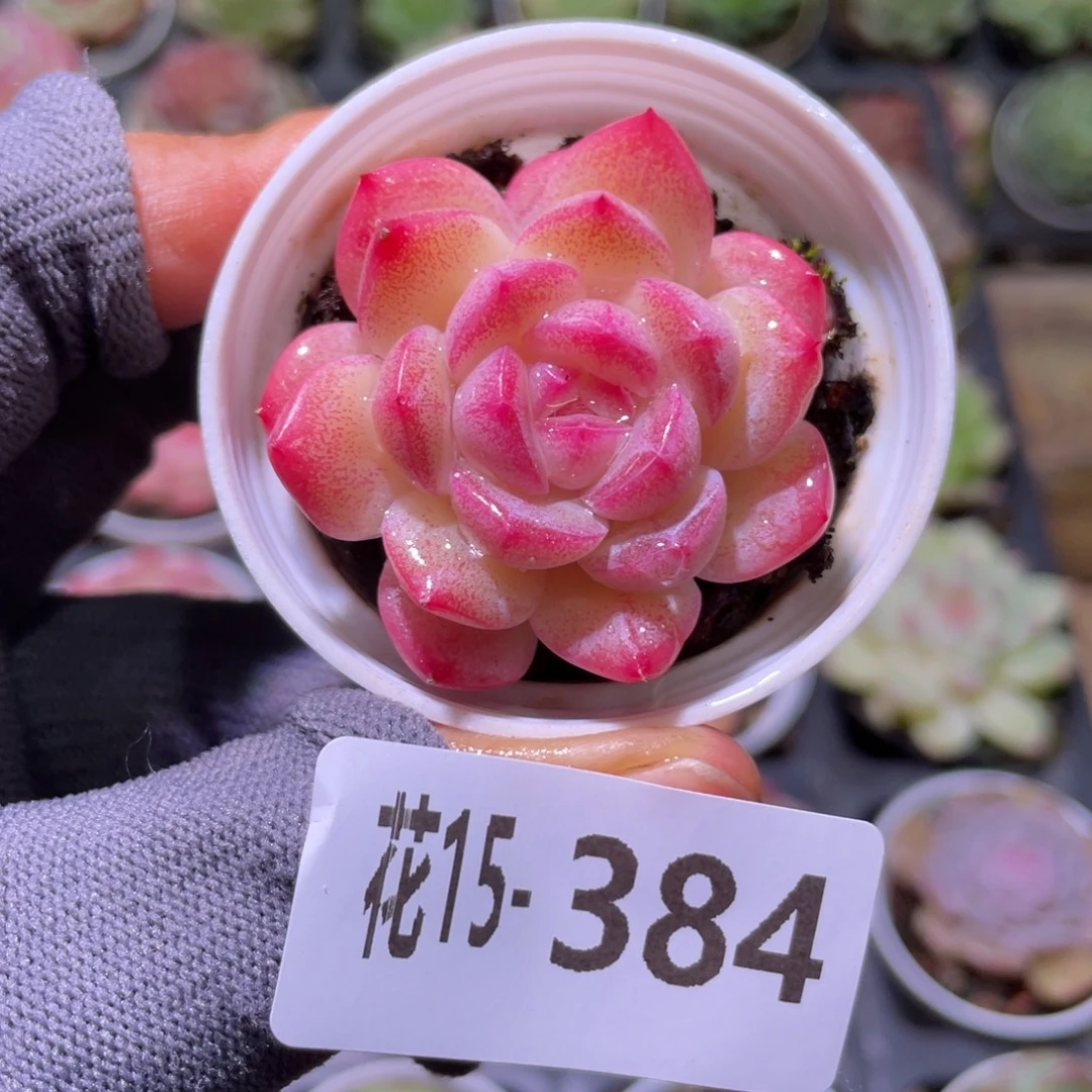 花利美15-384糖心新品