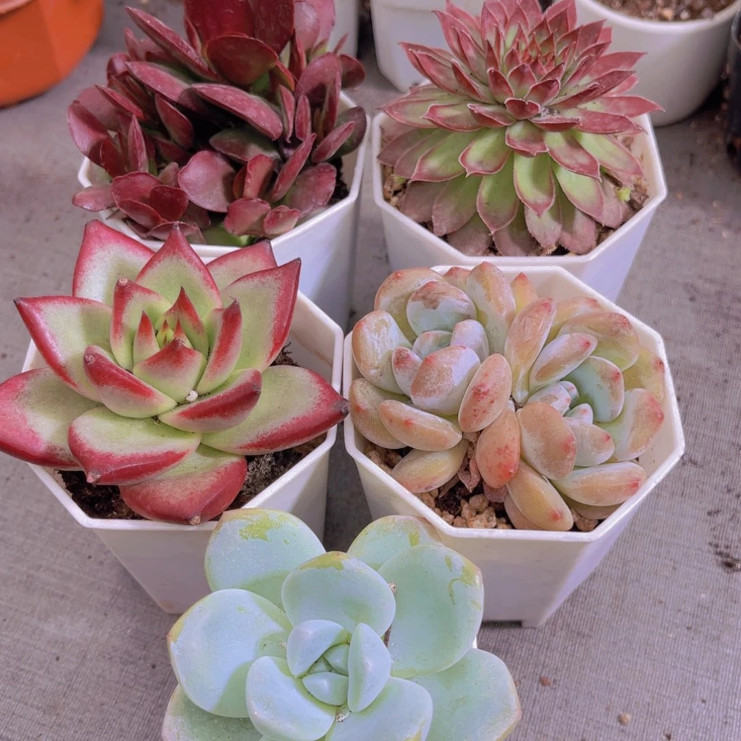 紫蝶。红钻。罗卡。橙梦露多头，冰玉