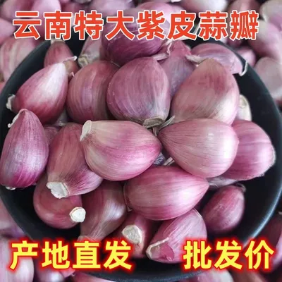 2026年云南紫皮蒜瓣新鲜干蒜香辣饱满可食用可种植