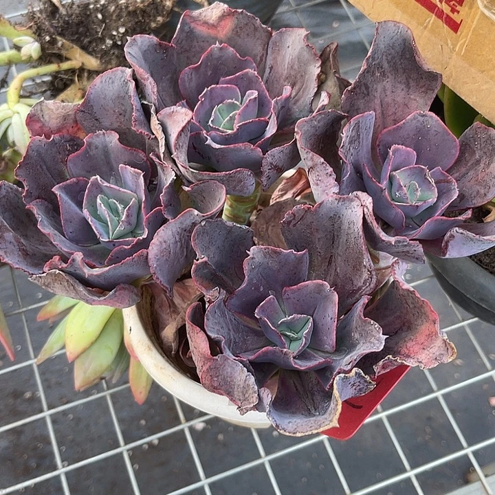 两单包邮，补双十一福利21秀妍