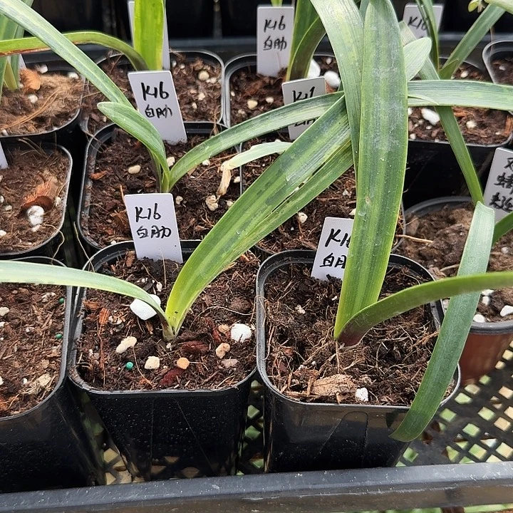 白肋k16朱顶红一棵1.5