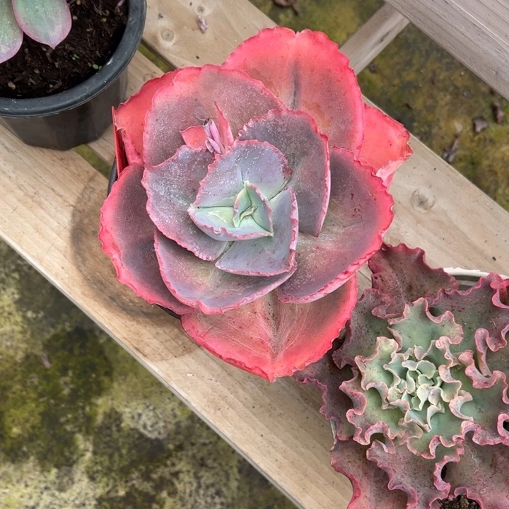 蓝色妖姬多肉植物3 5 0