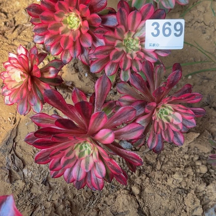 黑同白多肉植物369