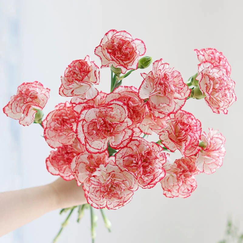 伊人康乃馨鲜切花10支母亲节鲜花基地水养插花花束真花