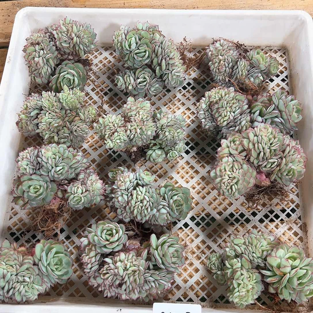 213-30小一号牡丹亭缀化多肉随机