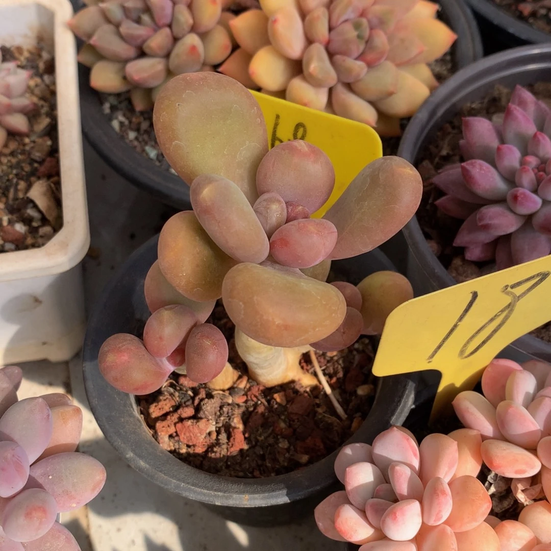 看过奶yywuwueueue