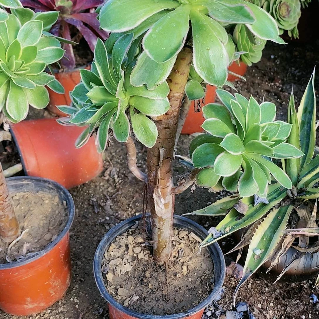 555号20包邮不包断枝