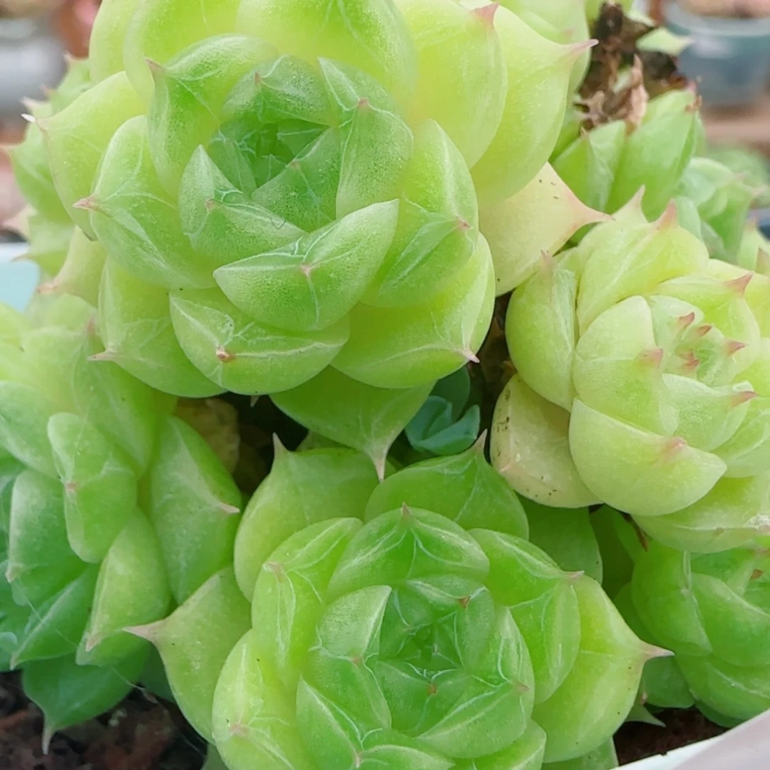 花语逸镜0927-06糖心珍妮麦秆散