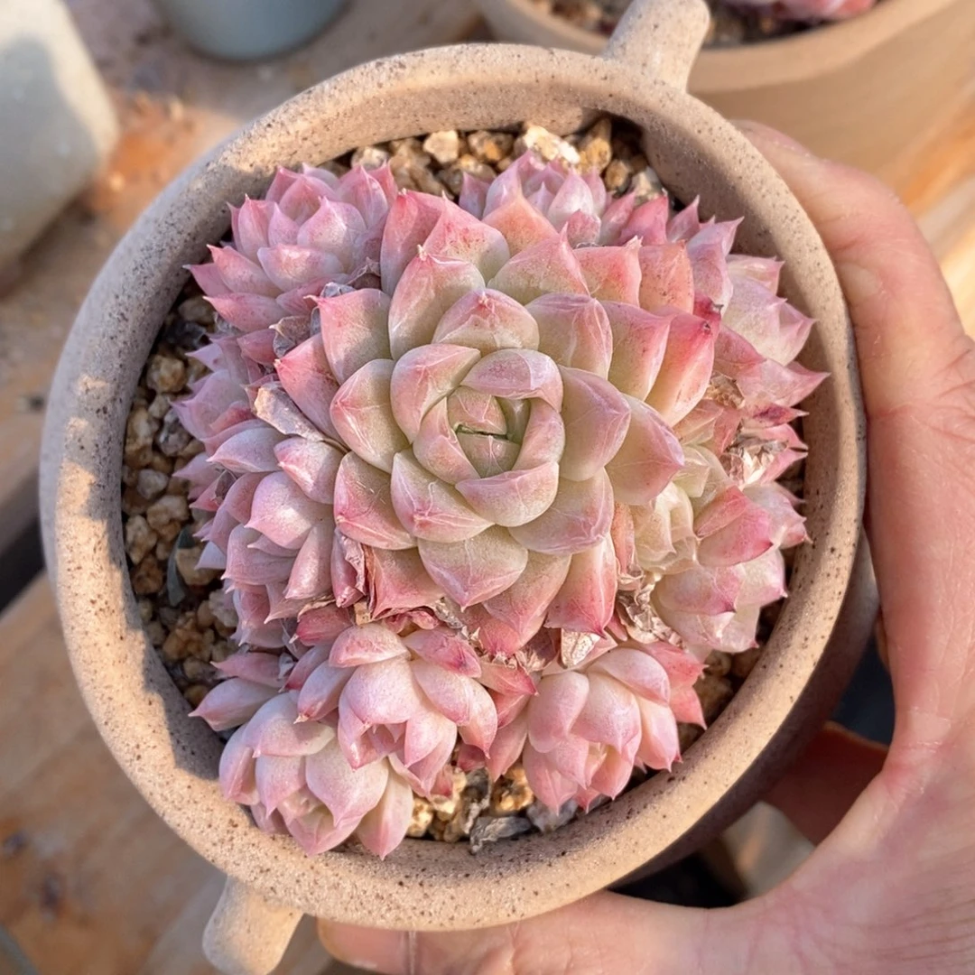 精品多肉一物一拍不包整113