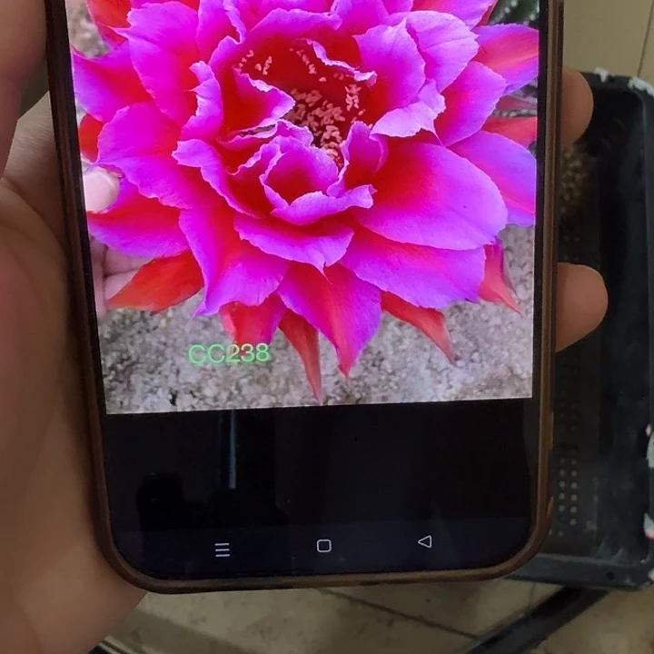 仙人球彩草歪cc238