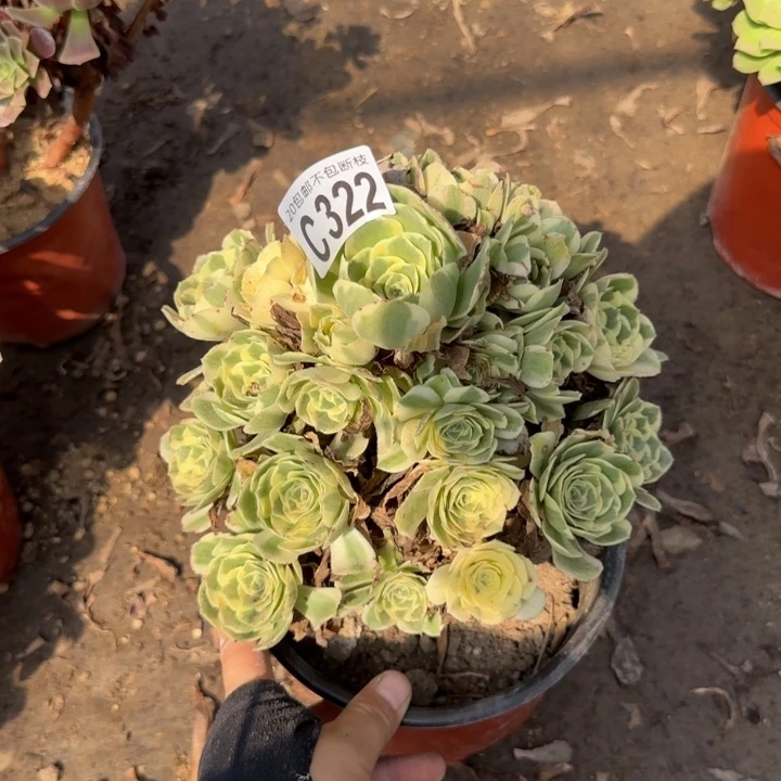 迈巴赫……多肉植物……