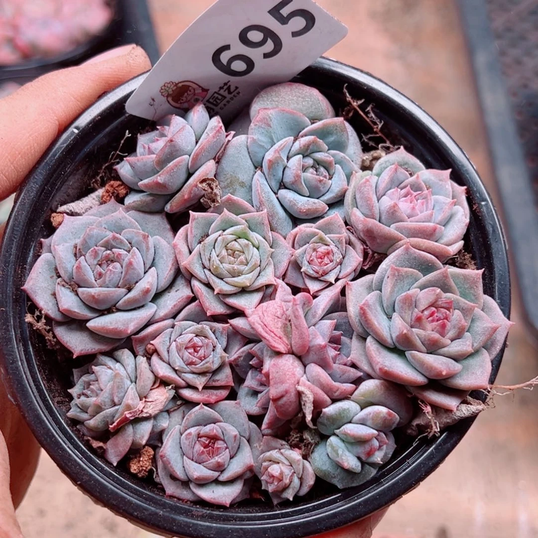 多肉植物多肉植物