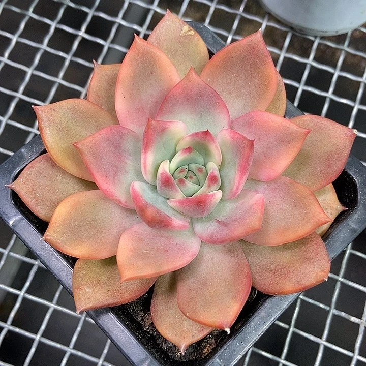 卡梅拉锦多肉植物