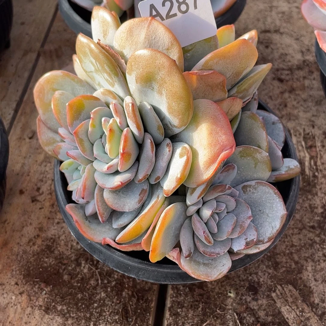 清***️287多肉植物多肉植物