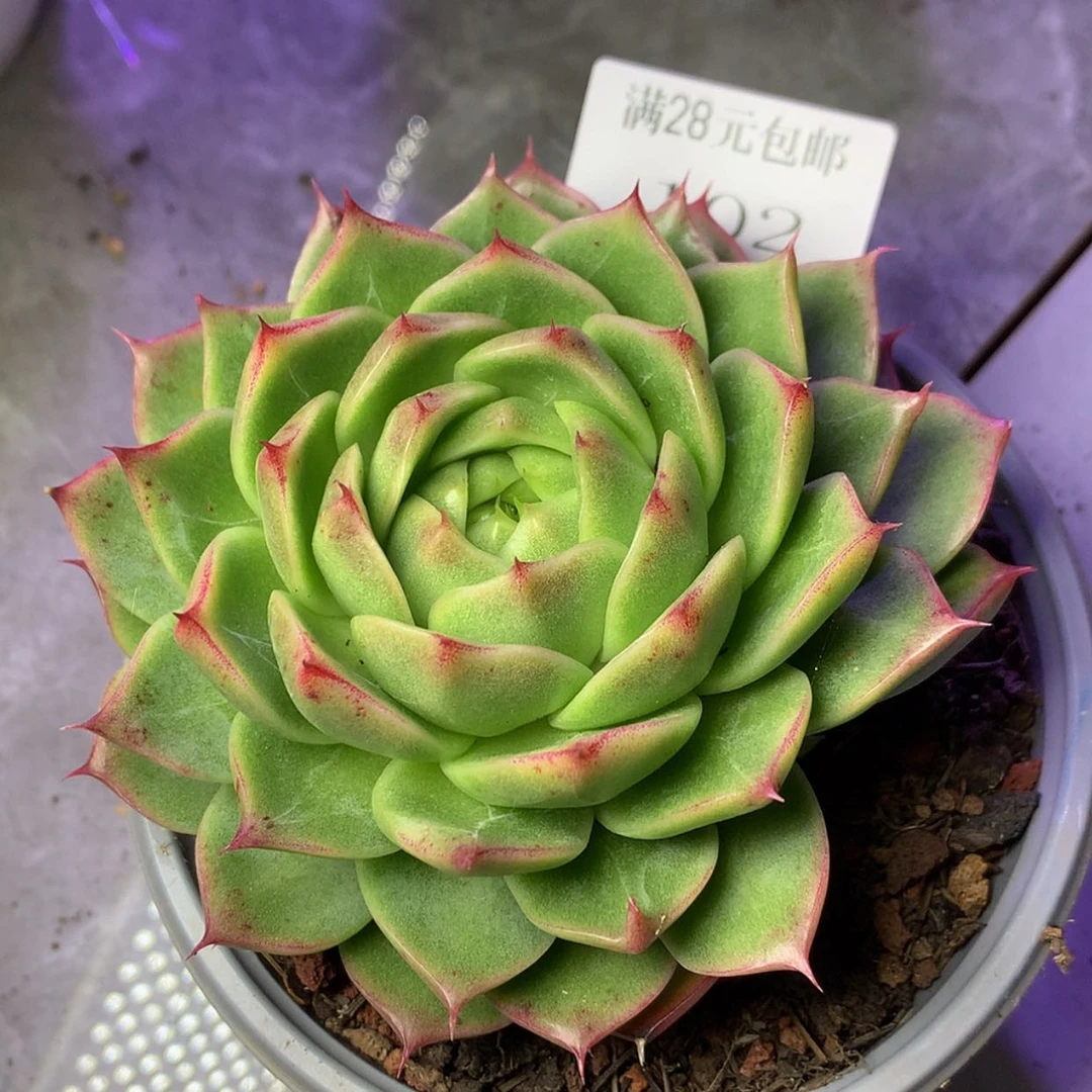 【闪购商品】云102号