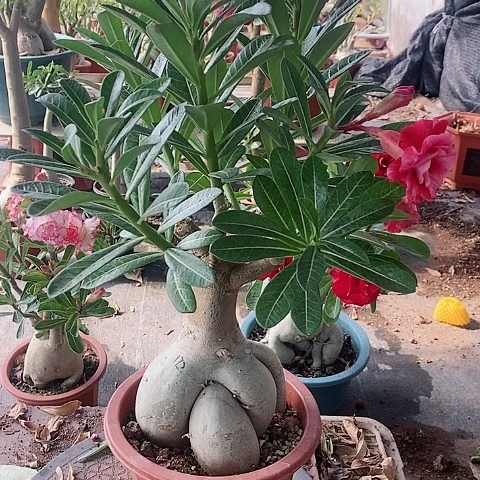 【闪购商品】无花朵凤**静