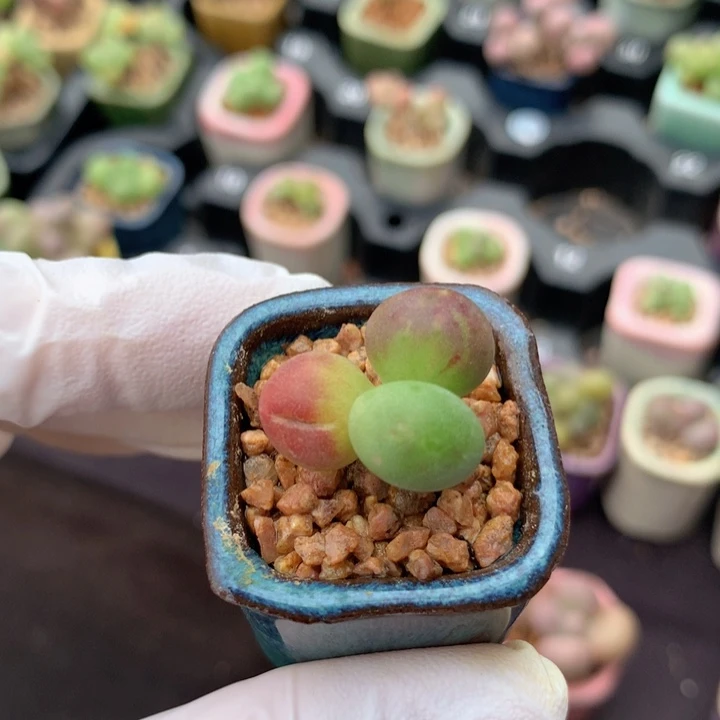 乌里韦亚 单头 +小脑袋