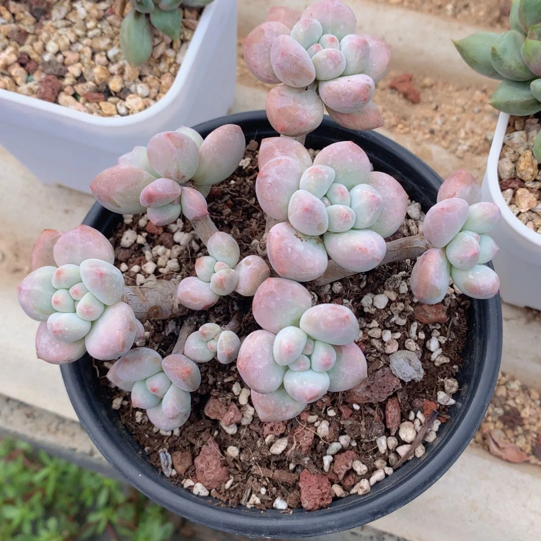 香水群生一物一拍