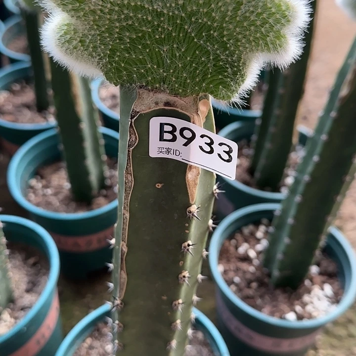 意*忘嫁接九尾狐缀化933