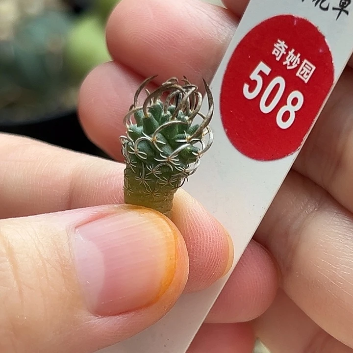 实生碳刺升龙丸娇丽1.1cm