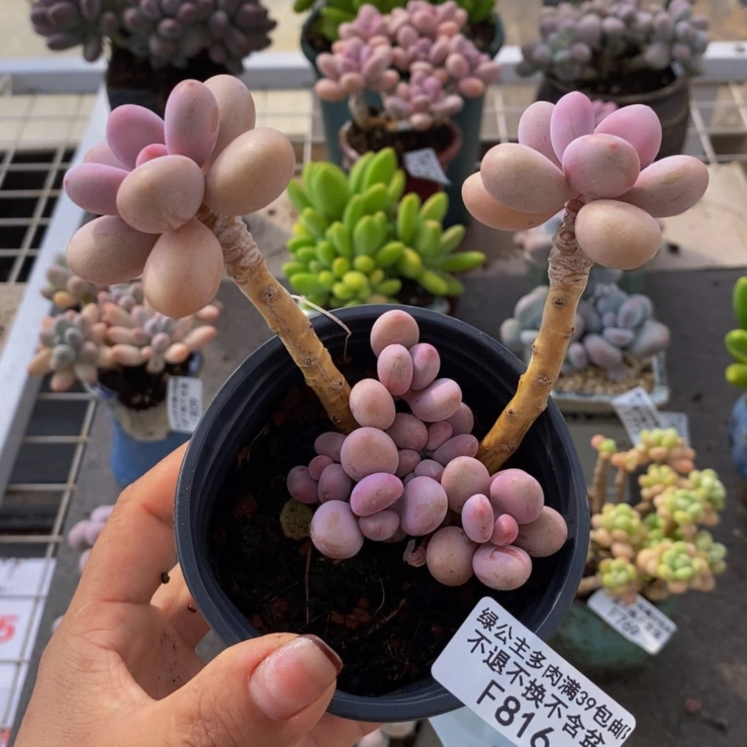 糖果桃蛋816/8cm多肉