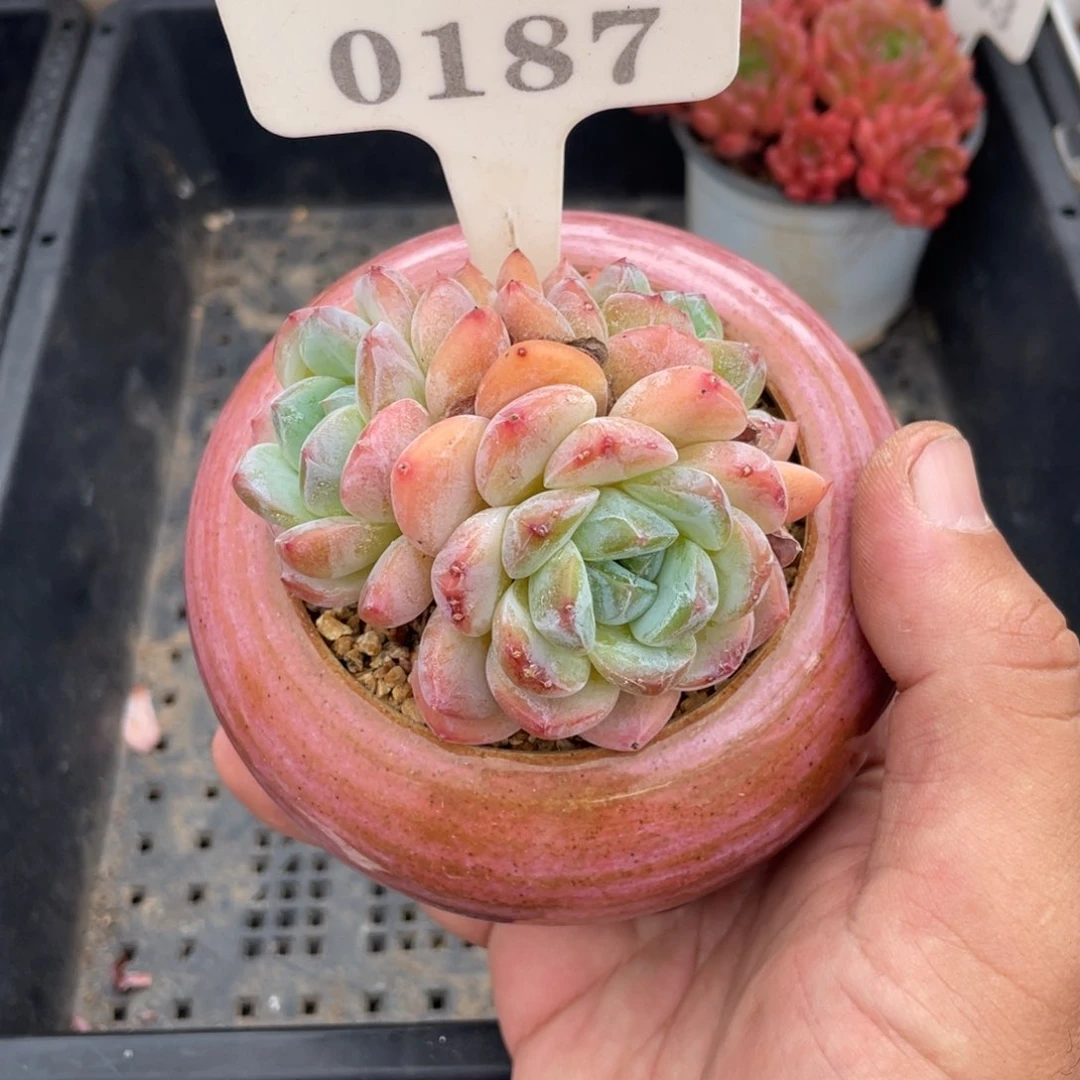 0187厚梦不带盆7厘米