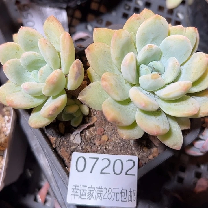 幸运的是我还在等着