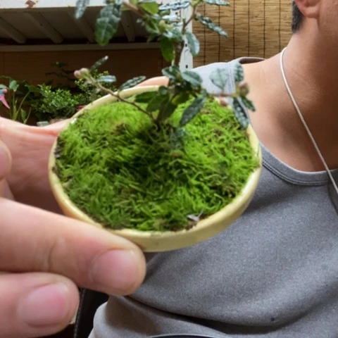 红陶果*?一物一拍所见即所得36