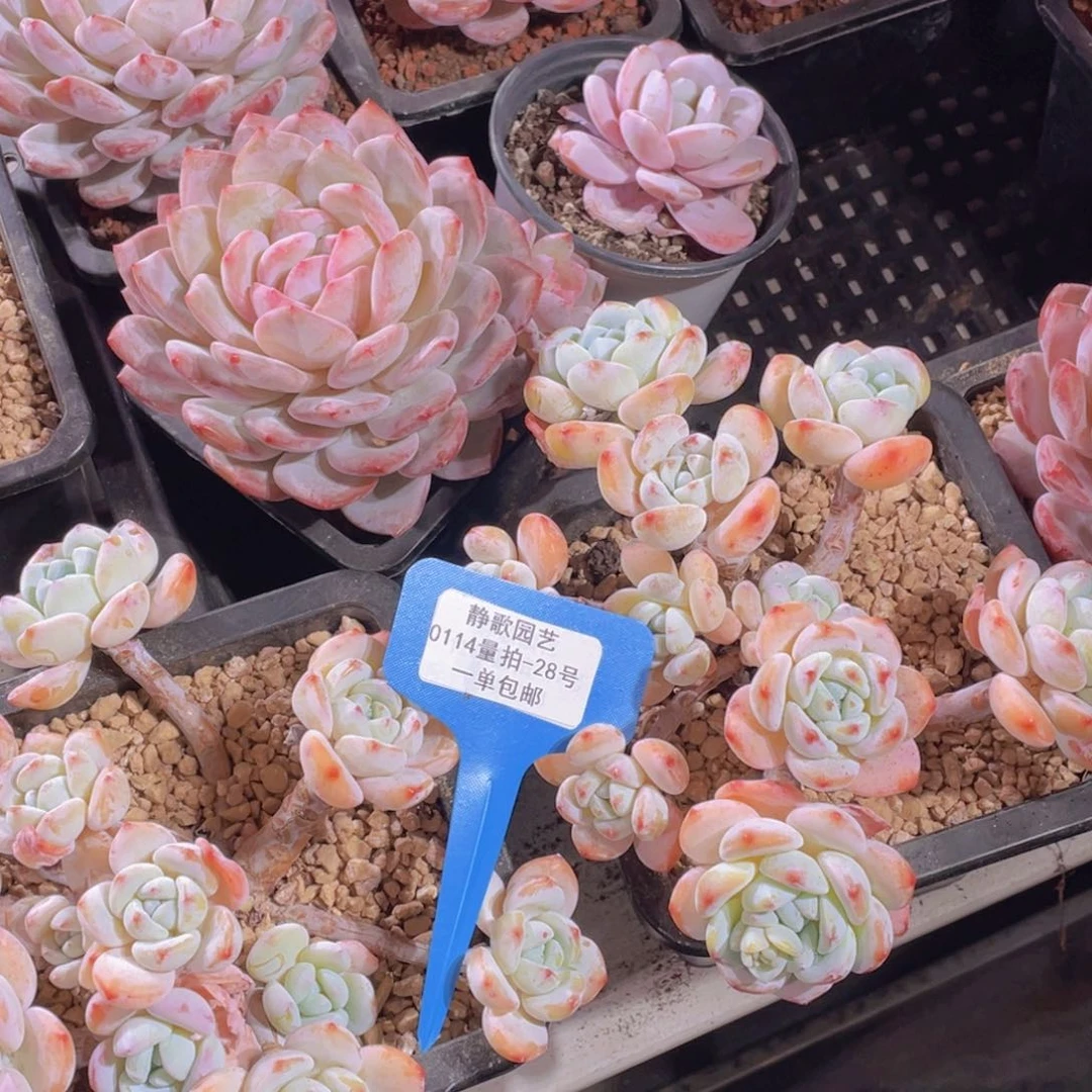 0114-28-老桩大群奶油冷香一颗