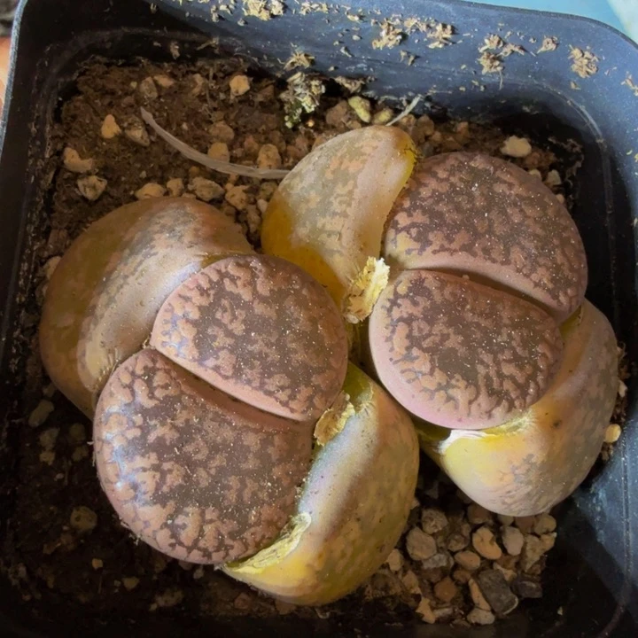 醉*恋多肉葡萄的季节209